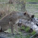 ZMB NOR SouthLuangwa 2016DEC10 NP 057 : 2016, 2016 - African Adventures, Africa, Date, December, Eastern, Month, National Park, Northern, Places, South Luangwa, Trips, Year, Zambia